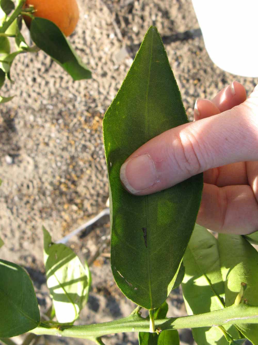              Unifoliolate leaf (Winter Haven, FL)       